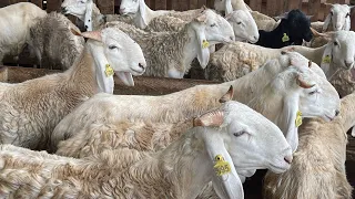 🚨Tabaski2023/ élevage de moutons :l’ensilage comme alternative à l’alimentation.