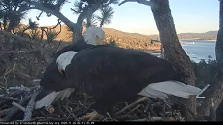 11-26-20 Big Bear Lake eagles; kiss break, Jackie and Shadow.