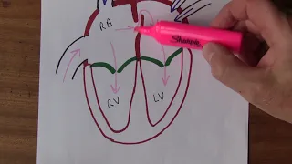 Cardiovascular System, Fetal circulation