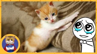 LIFE OF SAVED KITTEN - Ryzhik (Ginger)