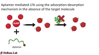 Lateral Flow Assays