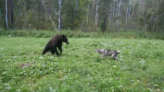 ОХОТА НА МЕДВЕДЯ// ПРИТРАВКА ЛАЙКИ// 3 ГОДА// КОБЕЛЬ// ХОРОШАЯ РАБОТА