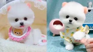 Cute and Funny Pomeranian Videos 213 #Shorts