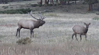 Colorado Elk Rut - Rocky Mountain National Park - 4k UHD