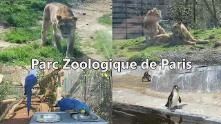 Parc Zoologique de Paris Visite Complète Vidéo Détente