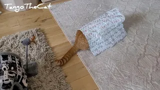 Cat Plays Hide and Seek With Owner