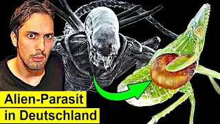 Parasit frisst Innereien bei lebendigem Leib!