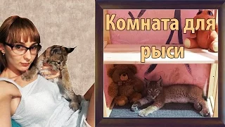 Новая комната для котёнка рыси