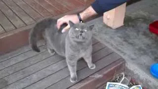 Adorable cat with a ticklish back