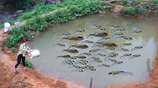 This is What Happens When You Throw a Fish to Most Dangerous Piranhas