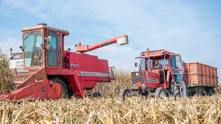 Massey Ferguson 520 | White Corn Threshing🌽