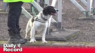 How sniffer dog keeps electricity flowing for winter