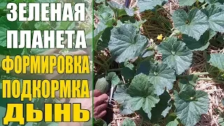 Выращивание дынь / Как формировать когда подкармливать