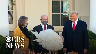 Trump pardons Thanksgiving turkey at the White House