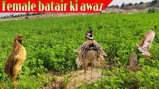 bater ki awaz 2024 in Pakistan/common female quail sounds/batair hunting TV