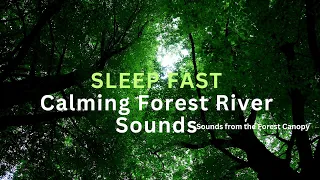 Soothing Sounds Of Flowing Forest Rivers - Night Time Sounds for sleeping