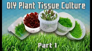 Tutorial - DIY Aquarium Plant Tissue Cultures (Part 1)