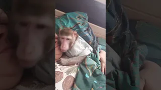 утренние нежности #обезьяна #monkey #petmonkey #животные #экзотика #macaque