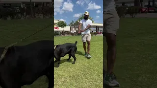 Strength of a Cane Corso Vs Mom and Dad ❤️ #canecorso #texas #bigdog #dallas #familydog