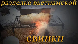 Разделка вьетнамской свинки,домашний метод)