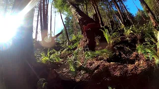 Massive Redwood Falling