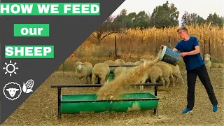 How we feed our sheep in South Africa | Part 1