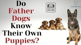Do Father Dogs Know Their Own Puppies? A Guide To Male Dogs And Their Puppies