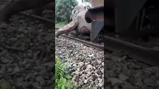 Omg😱😱 Elephant got hit by a train..so sad😭