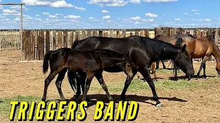 TRIGGER AND HIS BAND OF MARES GATHERED & BRAND ANOTHER GROUP OF FOALS #quarterhorses #2023foals