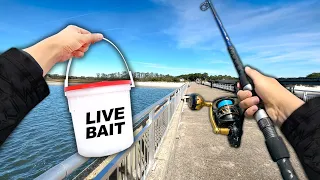 I caught a BEAST from the BRIDGE! (Catch and Cook)