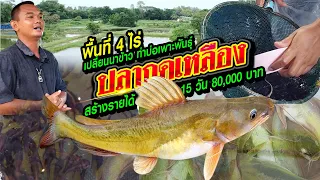 พื้นที่ 4 ไร่ ทำบ่อเพาะพันธุ์ ปลากดเหลือง สร้างรายได้ 15 วัน 80,000 บาท