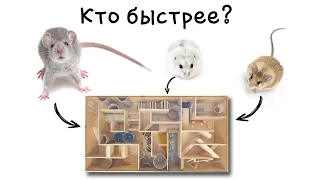 СДЕЛАЛИ СЛОЖНЫЙ ЛАБИРИНТ! Кто быстрее пройдет ЛАБИРИНТ!? КРЫСА, ХОМЯК или МЫШЬ.