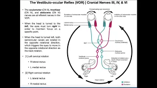 Vestibulo-ocular Reflex (VOR) | Structure & Physiology