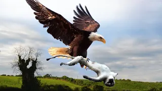 The Best Of Eagle Attacks 2020 | Most Amazing Moments Of Wild Animal Fights! Wild Discovery Animals