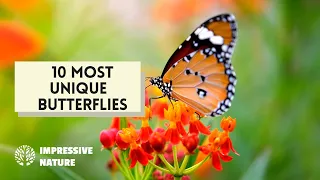 10 Most Unique Butterflies - Part 2