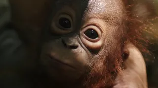 The Story of Topan the Orangutan