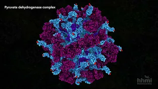 Pyruvate Dehydrogenase | HHMI BioInteractive Video