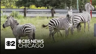 Brunch patrons spot zebras outside restaurant