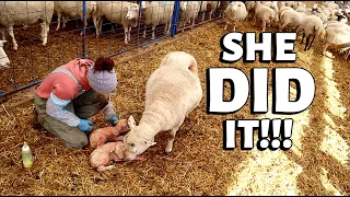 OUR DOWN EWE FINALLY LAMBED!! (DAY 4):  Vlog 266