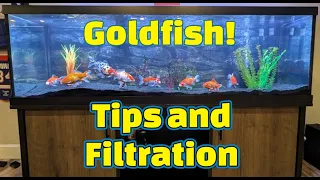 Goldfish Keeping Tips plus Aquarium Filtration breakdown! #goldfish  #aquarium  #fluval