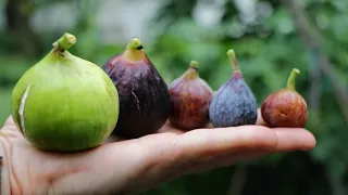 Q: "Why are my Figs so Small?" | All About the Size of Figs