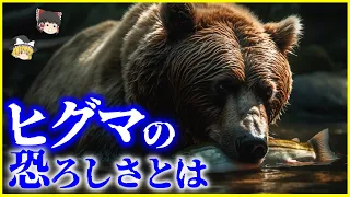 【ゆっくり解説】人を襲う異常行動の理由が…「ヒグマ」の恐ろしさとは？を解説/人間によって変わった食性の変化