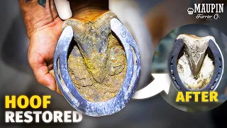 4K FARRIER ASMR | Satisfying Full Horse Hoof Restoration