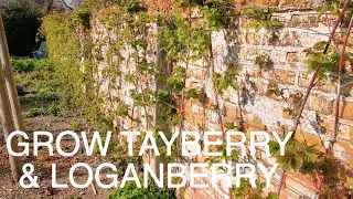 Grow Tayberry & Loganberry