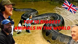 TOP 10 BIGGEST ANIMALS IN THE WORLD REACTION!! | OFFICE BLOKES REACT!!