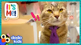 This Cat Wears A TIE And Has A Job?! | Dodo Kids | It's Me!