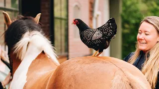 Meet our four horses, two cats and five chickens!