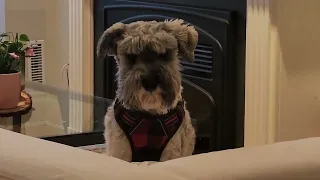 Paulie the Miniature Schnauzer