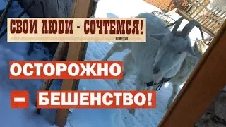 Опять Бешенство?Вакцинация?Кого съели?/Козы ВНЕ формата/Сельские разговоры  "Научи меня ЖИТЬ"/