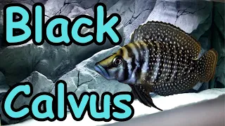 Black Calvus - Altolamprologus calvus